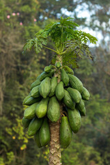 Papayer, Carica papaya