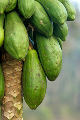 Papayer, Carica papaya