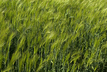 Riz, risiére, Orysa sativa