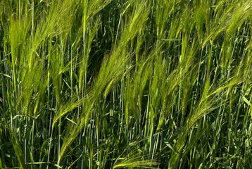 Riz, risiére, Orysa sativa