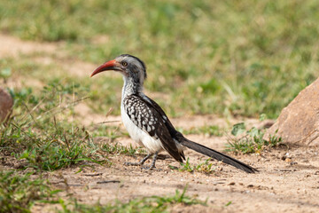 Calao leucomèle,.Tockus leucomelas, Southern Yellow billed Hornbill