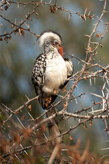Calao leucomèle,.Tockus leucomelas, Southern Yellow billed Hornbill
