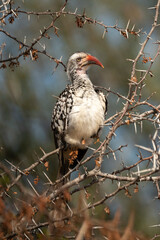 Calao leucomèle,.Tockus leucomelas, Southern Yellow billed Hornbill