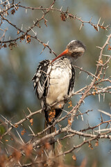 Calao leucomèle,.Tockus leucomelas, Southern Yellow billed Hornbill