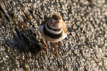 Gravelot à triple collier,.Charadrius tricollaris, Three banded Plover