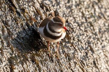 Gravelot à triple collier,.Charadrius tricollaris, Three banded Plover