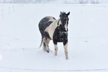 A horse stands in the pasture when it snows