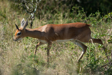 Steinbock, Raphicerus campestris, Parc national Kruger, Afrique du Sud