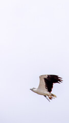 stork in flight