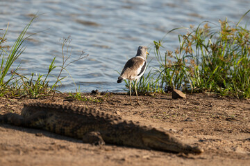 Tantale ibis, Mycteria ibis, Yellow billed Stork