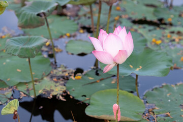 Fototapeta premium Beautiful pink lotus flower in the pond.