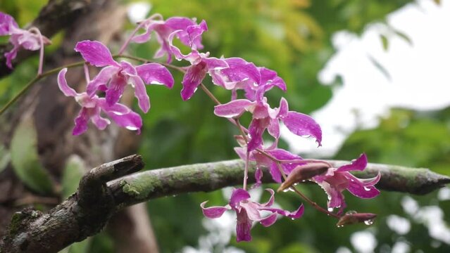 beautiful dendrobium orchid blooms in the garden