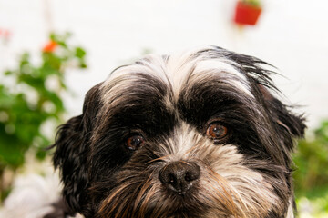 Small breed Shih Tzu dog, great friend and companion of adventures and stories, noble face and friendly look.