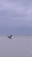 seagulls on the beach