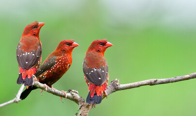 Gangster of red birds perching together on decay wooden twig expose over blur green background