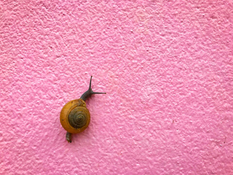 snails on pink wall with coppy space for text