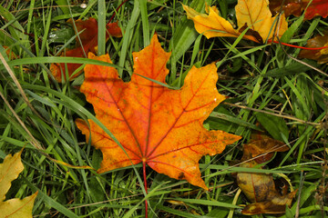 Red and yellow maple leaves in green grass. Autumn leaf fall in the park