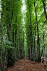 FU 2021-08-08 WanderHonLinz 222 Neben dem Waldweg wachen die Bäume markant in einer Reihne