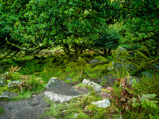Wistman's Wood National Nature Reserve - mystic high-altitude oakwood on valley of the West Dart River, Dartmoor, Devon, United Kingdom