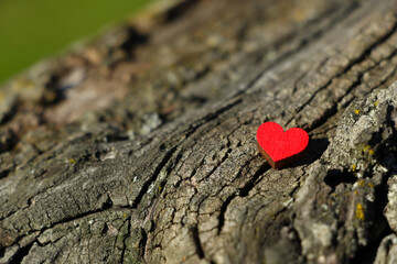 czerwone serce na pniu drzewa - obrazy, fototapety, plakaty
