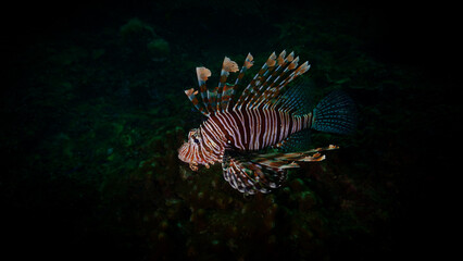 Naklejka na ściany i meble Underwater macro photography of the poisionous and dangerous lionfish at a coral reef