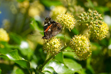 Fototapeta na wymiar Red admiral butterfly (Vanessa Atalanta) with closed wings perched on hedge (hedera helix) in Zurich, Switzerland
