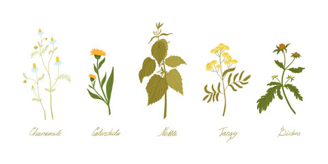 Set of wild field herbs with names written in lettering. Chamomile, calendula, nettle, tansy, bidens.