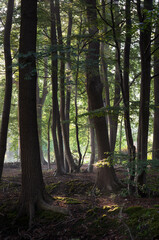 Sunlight in a forest on a sonny morning.