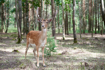 Naklejka na ściany i meble European fallow deer (Dama dama) with big horns in the forest. Wild deer stands among the trees