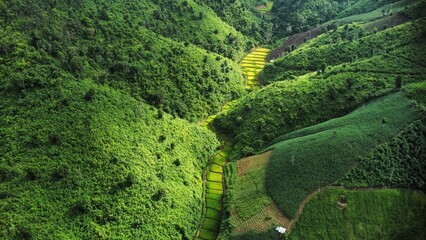 rice terraces in island