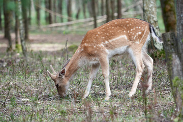 Naklejka na ściany i meble European fallow deer (Dama dama) in the forest. Wild deer stands among the trees