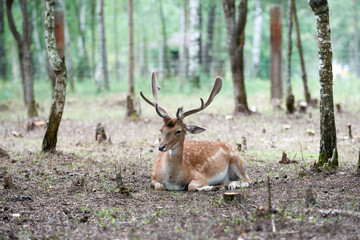 European fallow deer (Dama dama) with big horns in the forest. Wild deer lies among the trees