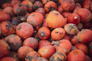 a lot of mini pumpkin at outdoor farmers market.