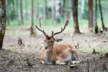 Naklejka na ściany i meble European fallow deer (Dama dama) with big horns in the forest. Wild deer lies among the trees