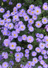 Beautiful close-up of aster amellus flowers