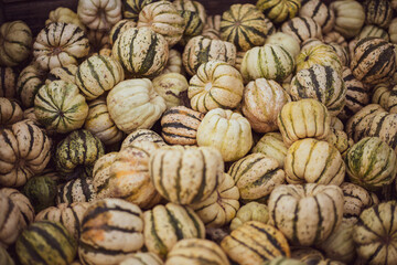 a lot of mini pumpkin at outdoor farmers market.