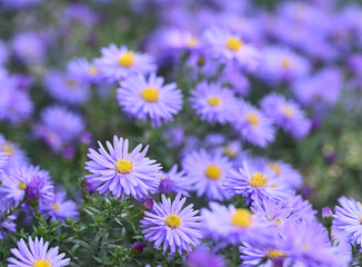 Beautiful close-up of an aster amellus flower