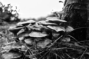 mushrooms on tree