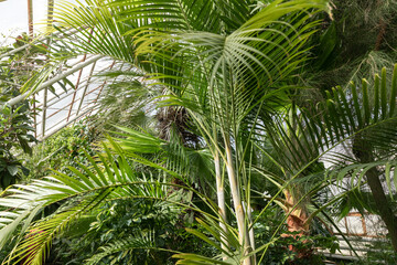 Fototapeta premium Tropical palm leaves in botanical garden indoor, floral pattern background. Sunshine in panoramic window. Fresh natural background