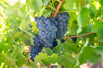 Closeup of a bunch of red grapes in a vineyard.