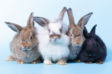 many little rabbits on a blue background. Concept of small mammals. Easter