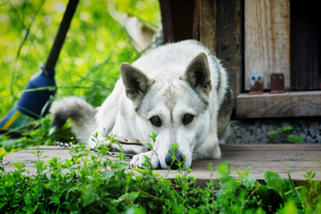 Siberian Husky breed dog guards the house on a summer day