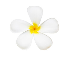frangipani flower isolate and save as to PNG file - 536348877