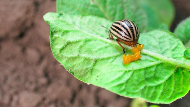 A close-up of the process of laying eggs by a female adult Colorado potato beetle on the back of a green potato leaf. Reproduction of insect pests of agricultural crops. beetle egg-laying