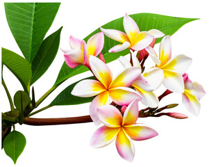 frangipani flower isolate and save as to PNG file - 536349424
