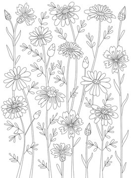 Coloring book with rural meadow flowers. Daisy and carnation flo