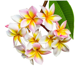 frangipani flower isolate and save as to PNG file - 536349698