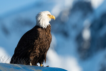 Bald eagle perched with mountain background