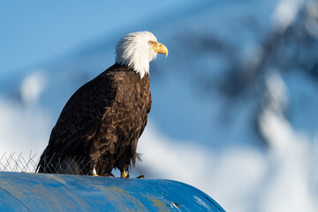 Bald eagle perched with mountain background