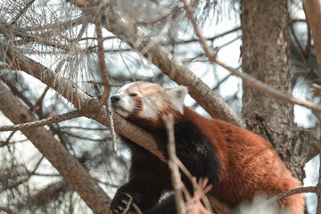 red panda bear